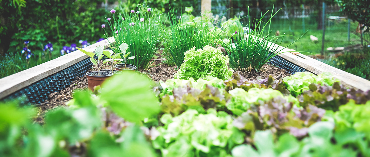 Searles Organic Vegetable gardening